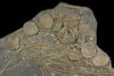 Plate Of Bones From Pregnant Ichthyosaur - With Babies Bones #144042-2
